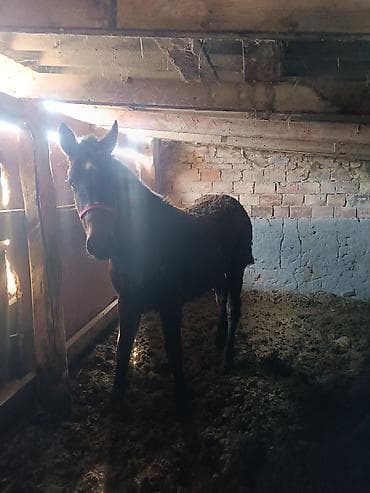 Другие животные: Продаю | Жеребенок | Для разведения | Племенные — 5