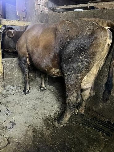 куплю корову: Продаю | Корова (самка) | Швицкая, Аулиекольская | Для молока | Привязанные — 3