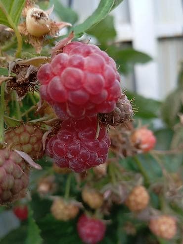 ящик для малины: Малина кочот — 6