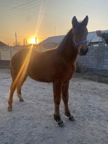в связи с переездом отдам попугая жако в добрые руки: Продаю | Жеребенок | Для разведения — 1
