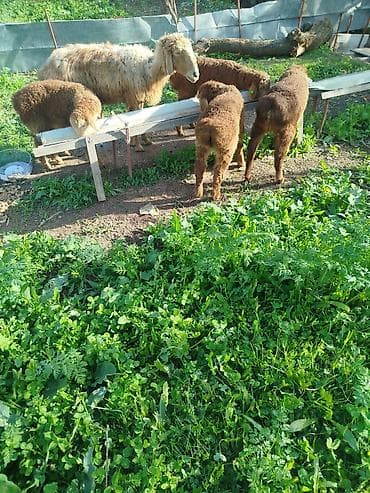 дождевые черви: Толка оптом сатам болор басы 11500 Дон кеми жок эки ургачы козу эки — 3