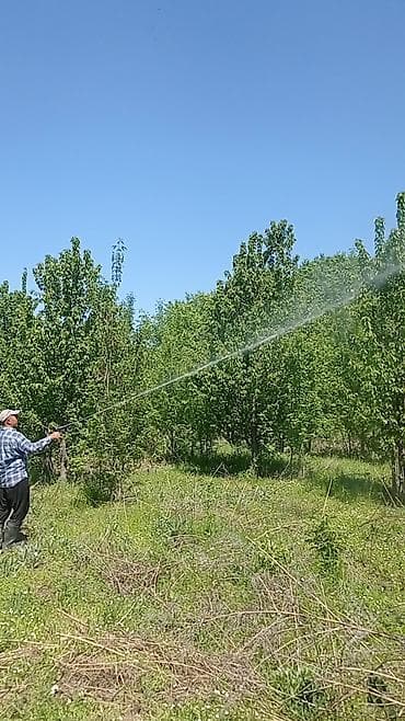 Дезинфекция, дезинсекция