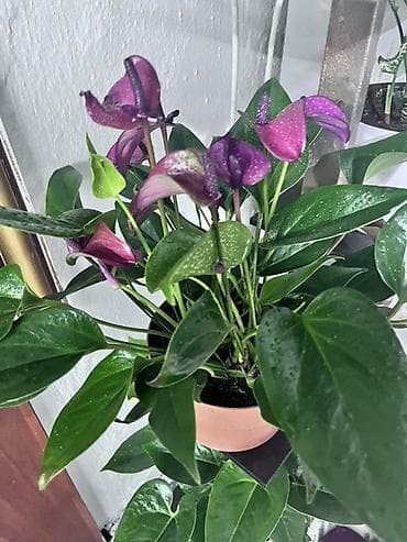 Антуриум (Anthurium) с редкими сиренево‑фиолетовыми покрывалами. -