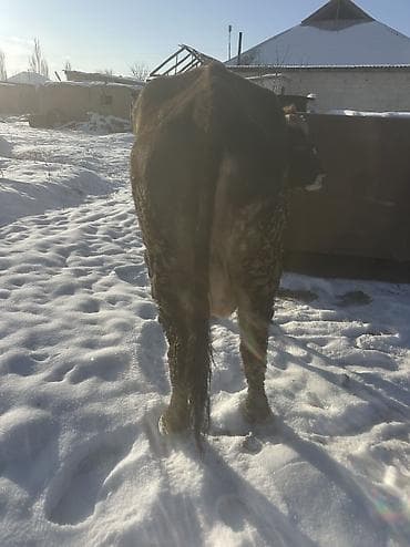 кунан сатам: Сатам | Уй (ургаачы) | Алатоолук — 4