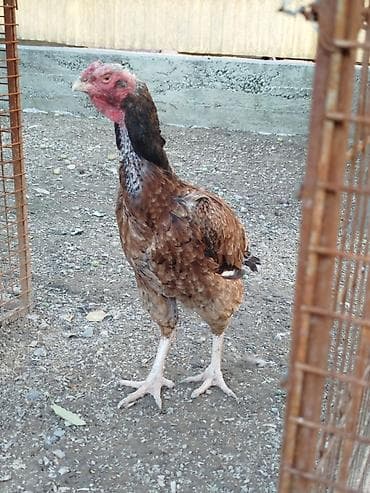 бара: Продаю | Куры — 2
