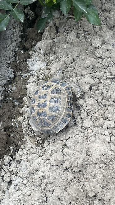 Другие животные: Среднеазиатская сухопутная черепаха (Testudo horsfieldii). - — 2