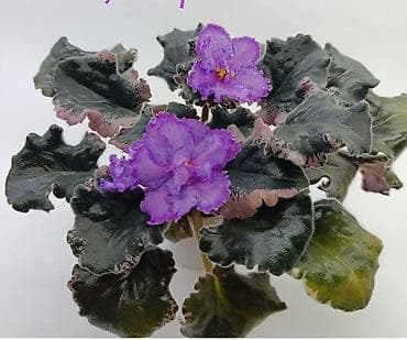 рыбы аквариум: Продаю детки сортовых фиалок,около 200 сортов🌺🌿🌺. 100сом. Есть — 7