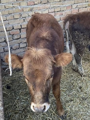 куплю теленок: Продаю | Музоо, торпок | На откорм — 2