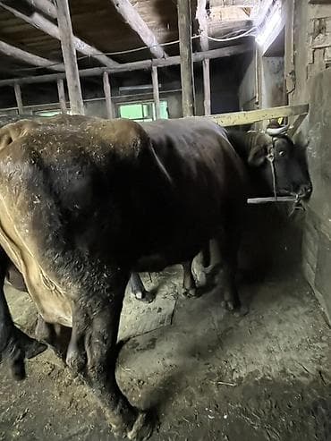 куплю корову: Продаю | Корова (самка) | Швицкая, Аулиекольская | Для молока | Привязанные — 2