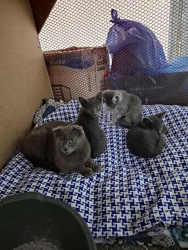 Кошки: Котята, окрас серый/дымчатый и серый тигровый (табби). Котята — 5