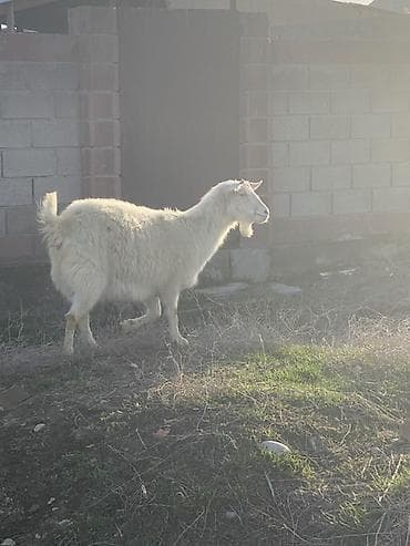 лабрадор сабака: Продаю | Коза (самка) | Для разведения — 5