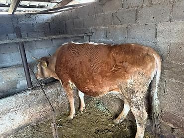 үй жаныбарлары: Сатам | Кунаажын — 3