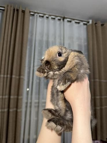 корм для кролика: Вислоухий кролик
Минилопа 
Безумно красивая порода🐰🤍 — 1