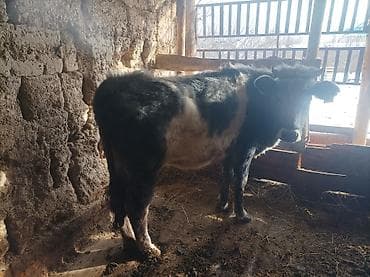 продам коров: Продаю | Корова (самка) | Для разведения — 1