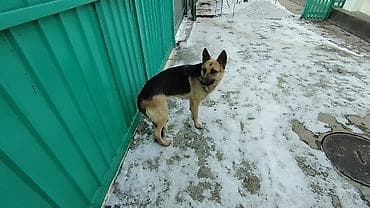 немецкий овчарки: ЩЕНКИ немецкой овчарки остался 1 мальчик скоро два месяца родился — 1