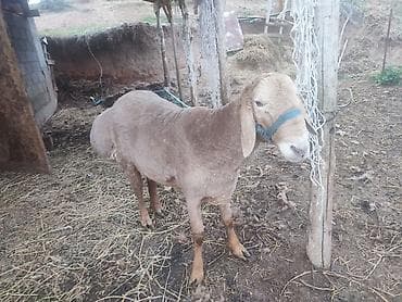 баран живой: Продаю | Баран (самец) | Арашан | Для разведения | Племенные — 3