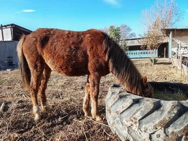 купить собаку для охоты: Продаю | Жеребенок | Полукровка | Рабочий — 1