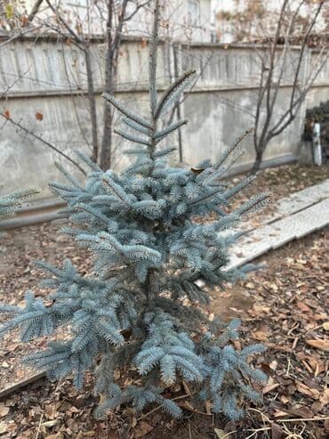 Бакча инвентары: Көчөттөр дарактардын: Карагайлар — 4