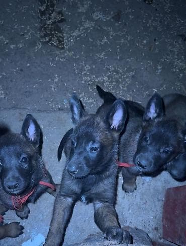 подсветка для аквариума: Бельгийская овчарка, 1 месяц, Самка, С родословной — 3