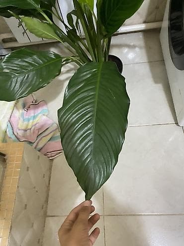 Продаю цветы женская счастье сорт (гигант) причина продажи не