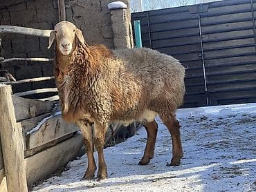 какие собаки продаются: Продаю | Баран (самец) | Арашан — 2