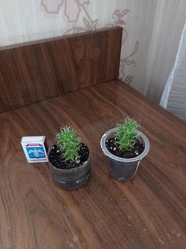 Каланхоэ: Комнатные растения в горшках (на фото — реальные экземпляры) 1) — 5