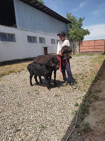 в связи с переездом отдам попугая жако в добрые руки: Продаю | Овца (самка) | Для разведения | Матка — 4