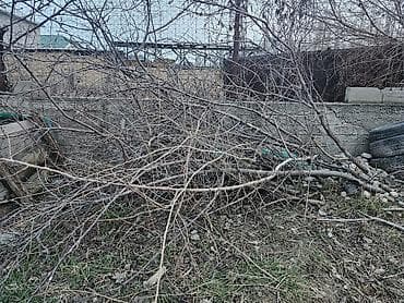 бак алма: Дрова — 2