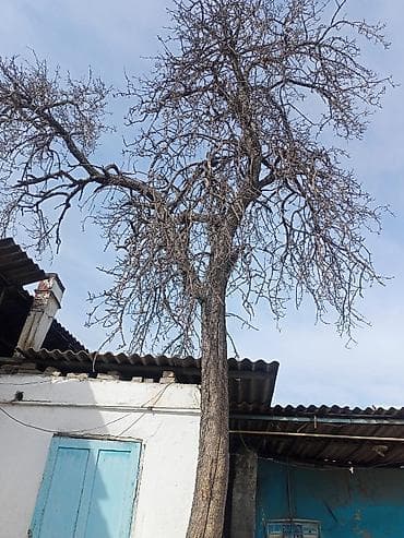 Спил деревьев, заготовка дров: Пилью деревьяПрофессиональная обрезка и валка деревьев любой сложности — 3