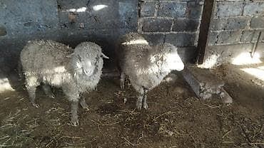 куплю шерсть барана: Продаю | Овца (самка) | Для шерсти | Матка — 4