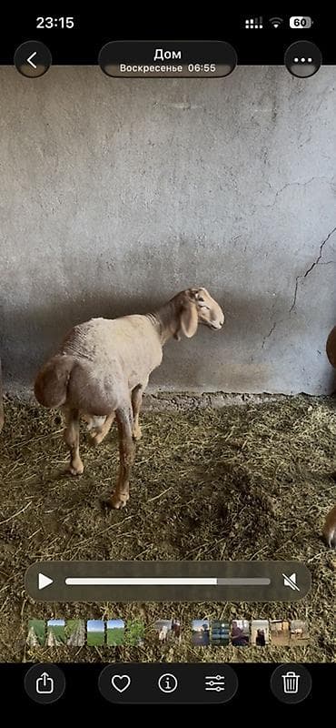 коты вязка: Продаю | Овца (самка) | Эдильбаевская | Для разведения | Матка — 4