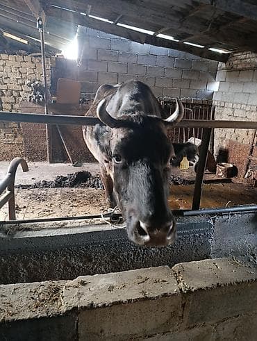 эшек жаныбар: Сатам | Уй (ургаачы) | Аргын | Сүт алуу үчүн | Байланган — 1