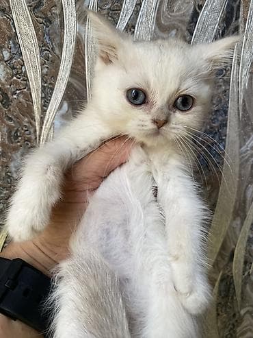 кот маленький: Скотиш Страйт (Шотландская прямоухая), 2 месяца, Девочка, Серебристая шиншилла — 3