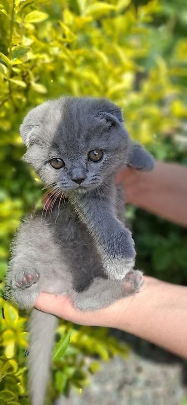 Продажа кошек: Шотландские котята (SCOTTISH):3 мальчика и 2 девочки, окрас-голубой — 8