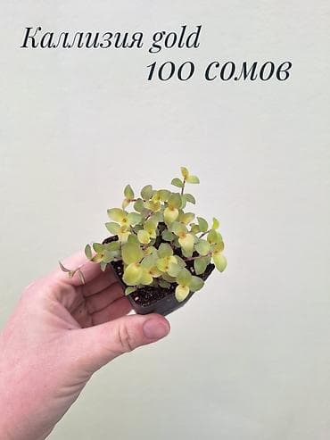 забыл: • Комнатные растения (укоренённые черенки/детки/молодые — 8