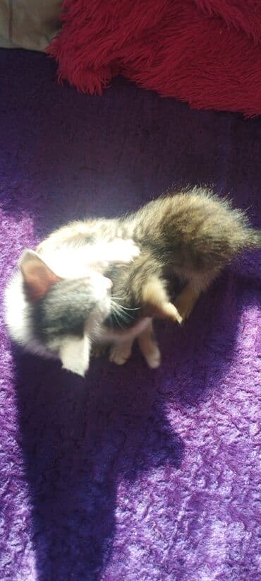 возьму котят: Породасыз, 2 айлык, Эркек, Лотокко барууга үйрөтүлгөн — 1