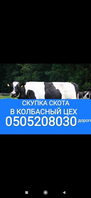 Куплю | Коровы, быки, Лошади, кони, Другие с/х животные | Круглосуточно, Любое состояние, Забитый