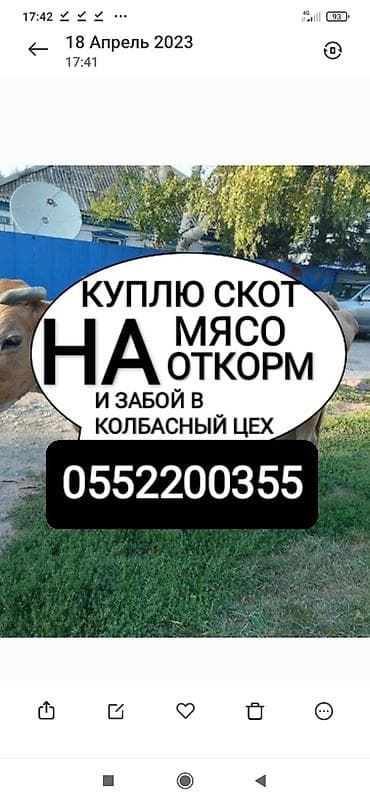 Частное лицо, Колбасный цех : Коровы, быки, Лошади, кони, | Круглосуточно, На откорм, Откормленные at lalafo.kg Частное лицо, Колбасный цех : Коровы, быки, Лошади, кони, | Круглосуточно, На откорм, Откормленные