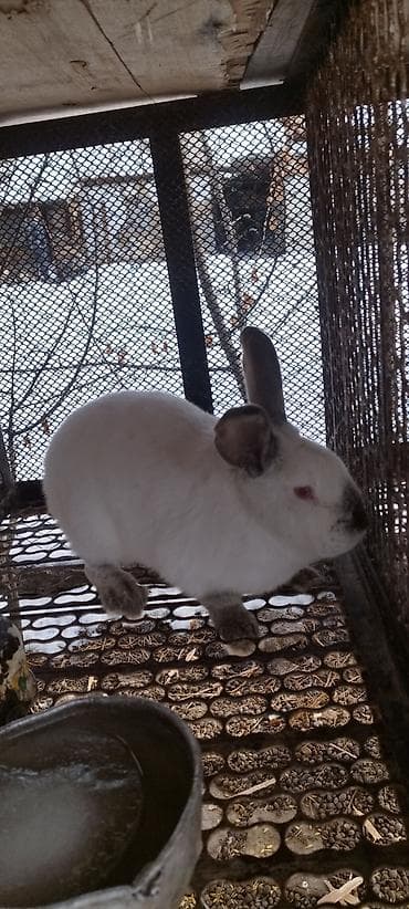 куплю мясо кролика: Продаю | Крольчиха (самка), Кролик самец — 7
