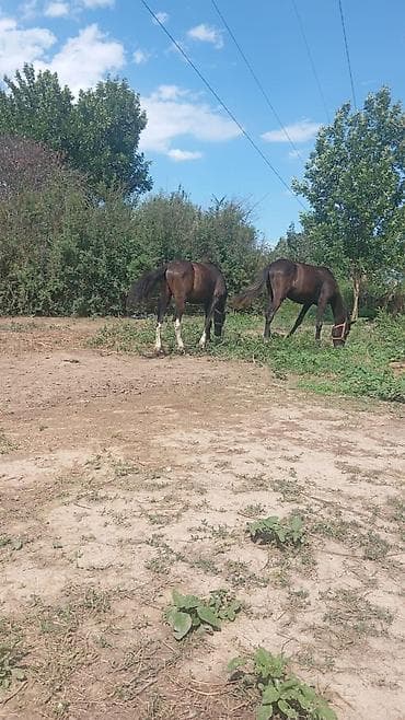 хомяк каракол: Полтарашка тай 2шт эркек — 3