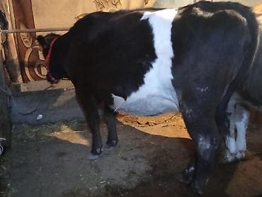 бык бычки: Продаю | Корова (самка) | Для молока — 5