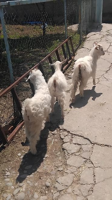 яйца фазан: Продаю | Козлёнок | Зааненская | Для молока | Племенные — 3