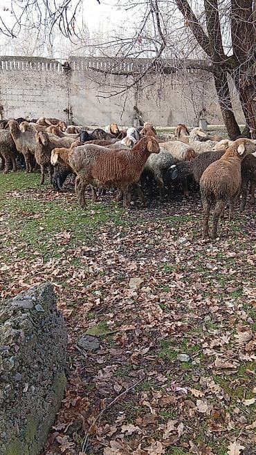 баран ягнята: Продаю | Овца (самка) | Для разведения | Матка — 5