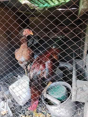 бойцовский петух: Продаю | Петух | Бойцовая | Для разведения — 6