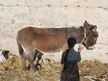 коровы молочные: Мини-ослик (карликовый), ручной. Характеристики: - Окрас — 2