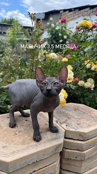 голая кошка девочка: 🐾 Ищем самые заботливые и любящие семьи для наших котят 🐾 В продаже — 3