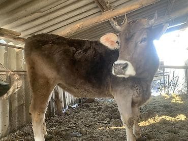 карова швиц: Продаю | Корова (самка) | Швицкая | Для молока — 2