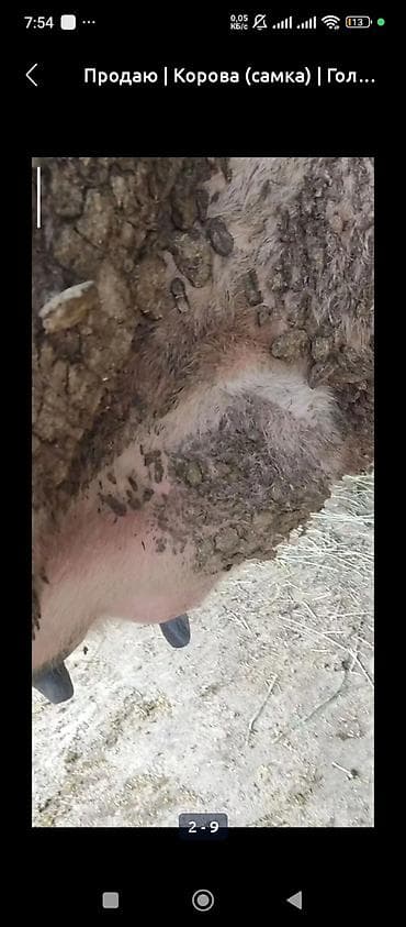куплю туки: Продаю | Корова (самка) | Для молока | После отела — 4