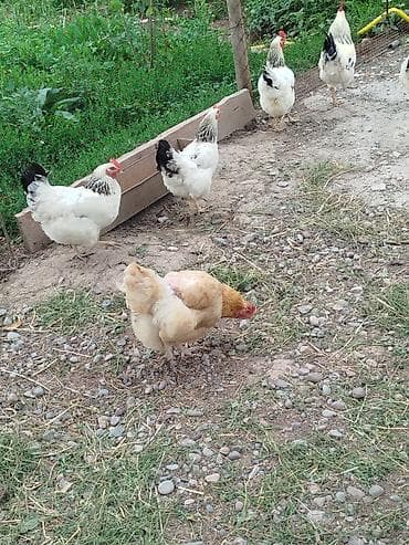 Продаю | Куры | Домашняя | Несушки — 1