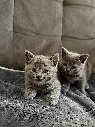 сфинкс кот: Скотиш Фолд (Шотландская вислоухая), 2 месяца, Девочка, Голубой, Приучена к лотку — 4
